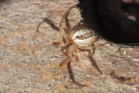 L'peire des fentres. Elle a t la proie d'un pompile (Araneae - Araneidae - Zygiella x-notata)